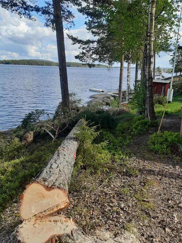 Nedsågat träd